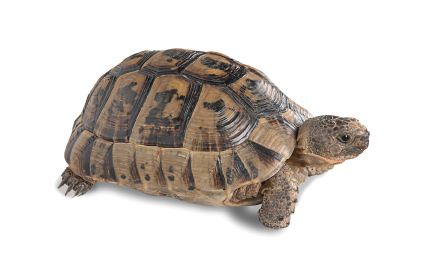 Greek Tortoise For Sale, Greek Tortoise For Sale Near Me, Greek Tortoise For Sale Cheap, Greek Tortoise For Sale Europe, Greek Tortoise For Sale Uk, Greek Tortoise For Sale Usa, Greek Tortoise For Sale Canada, Baby Greek Tortoise For Sale